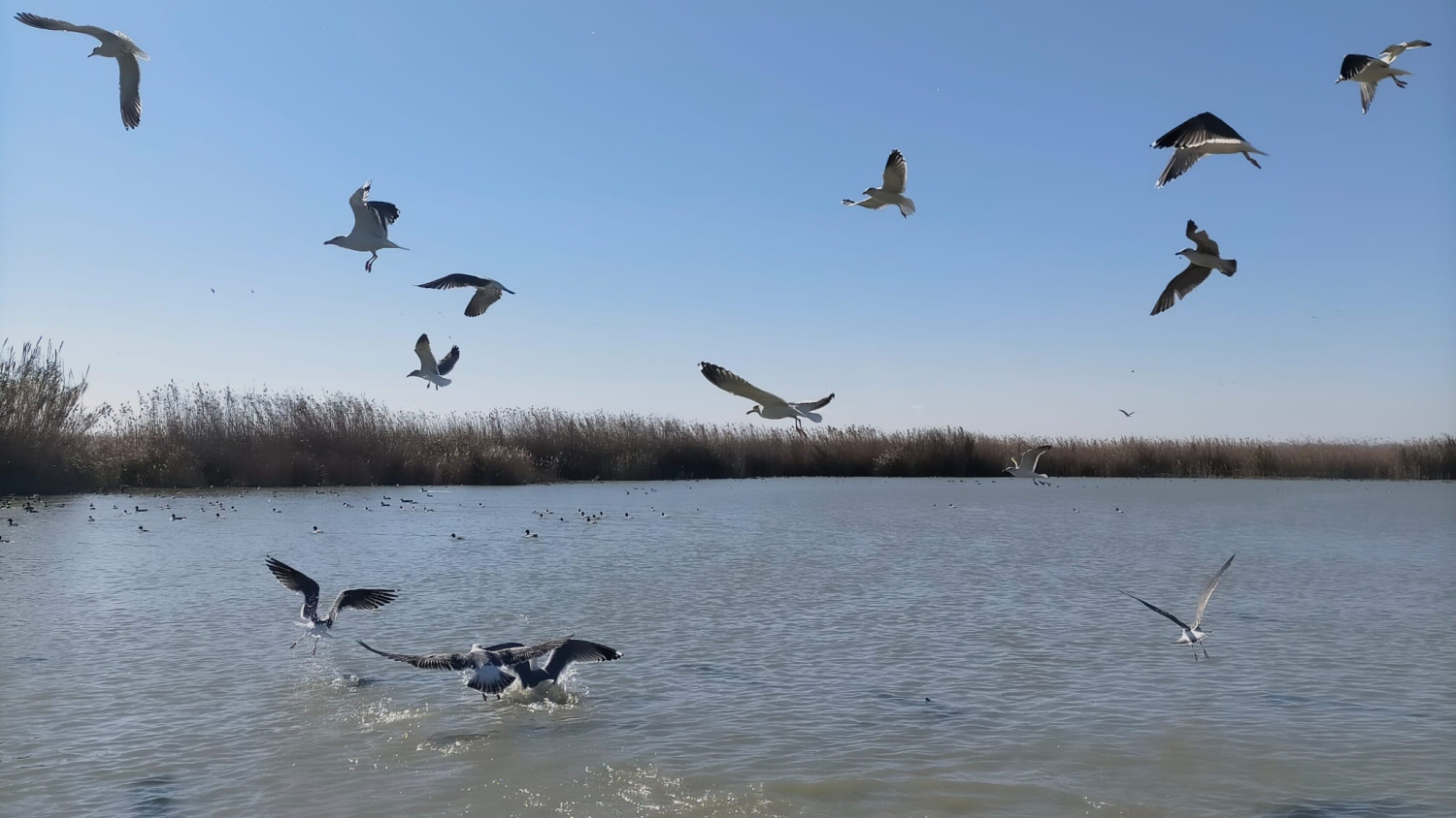 gaviotas y patos en la albufera de valencia